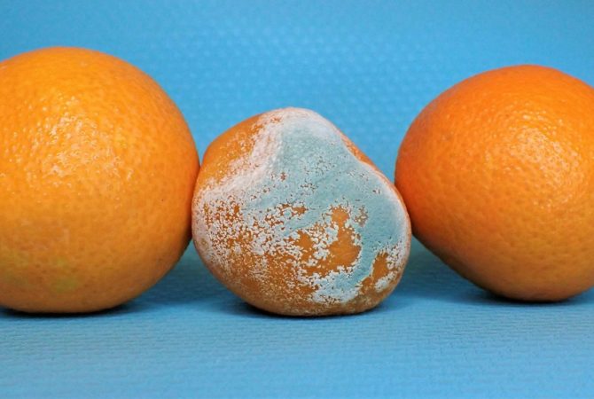 Pesquisa brasileira aponta alternativas sustentáveis no combate ao mofo azul, um dos mais devastadores para frutas