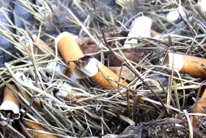 Quem diria… Passarinhos protegem ninhos com bitucas de cigarro