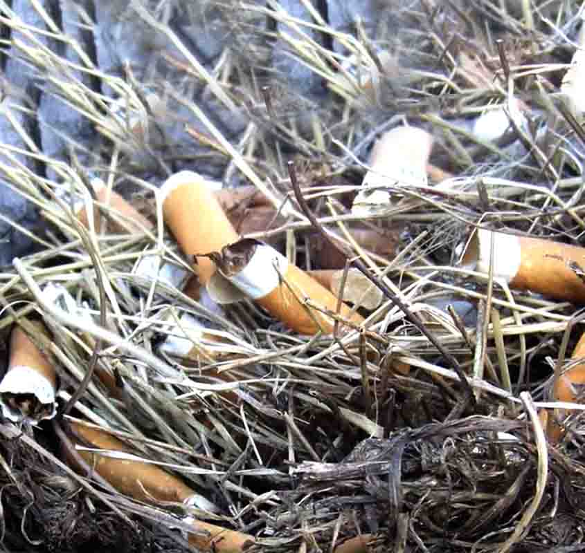 Passarinhos fazem ninho com bituca cigarro - Reprodução de vídeo/YouTube