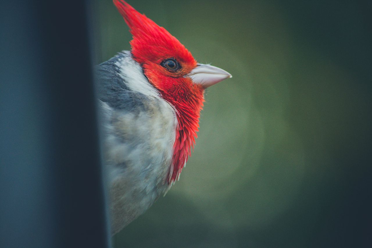 Diferentemente de cobras, escorpiões ou aranhas, essas aves não produzem toxinas por conta própria. Em vez disso, elas acumulam substâncias tóxicas presentes em determinados alimentos, como insetos ou outros organismos, sem sofrer os efeitos nocivos desses elementos. Como não possuem presas, ferrões ou mecanismos para injetar veneno, o contato é feito por meio de suas penas ou pele para afastar predadores e até ajudar na proteção contra parasitas. Veja exemplos!