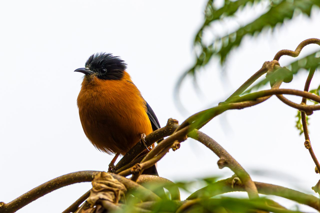 Pitohui – Essa ave nativa da Nova Guiné foi o primeiro pássaro venenoso identificado pela ciência. Suas penas, pele e tecidos contêm batracotoxina, uma poderosa neurotoxina também encontrada em algumas rãs venenosas da Amazônia. Pesquisadores acreditam que essa substância seja adquirida por meio da alimentação de besouros do gênero Choresine.