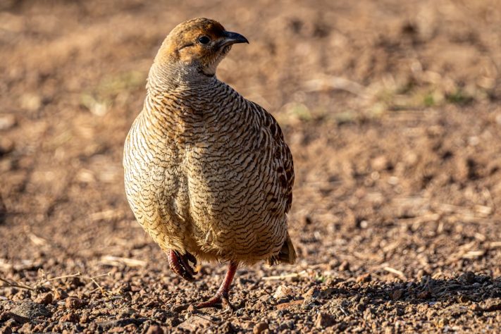 Codorna-comum (Coturnix coturnix) - Pexels/Regan Dsouza