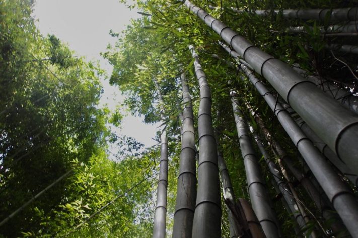 Bambu – Pexels/Riley Dowell