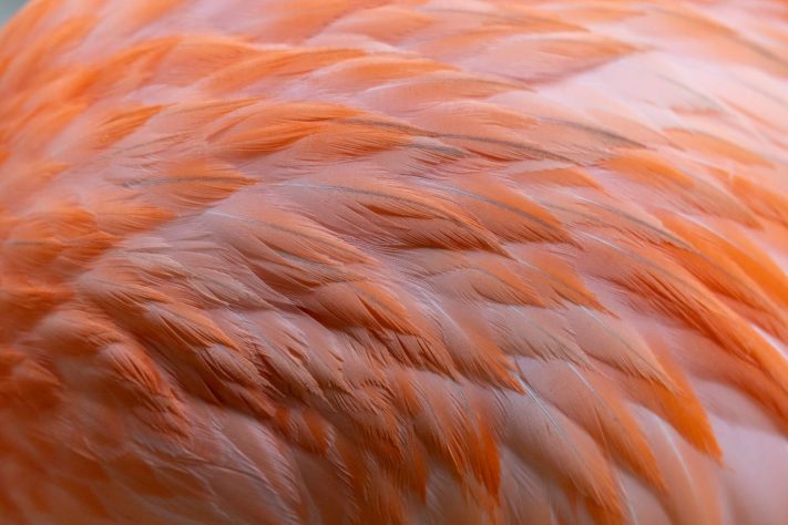Penas de ave, imagem NEUTRA - Pexels/Vincent M.A. Janssen