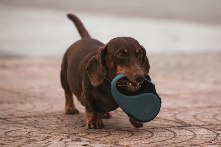 Cachorro da raça dachshunds, popular 