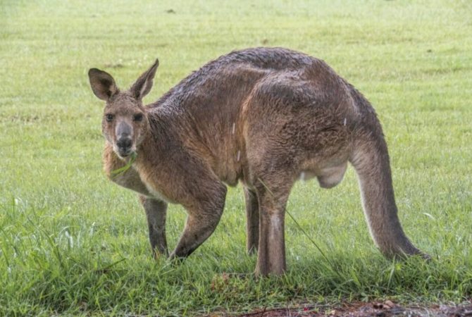 Estudo revela a causa da extinção de cangurus-gigantes
