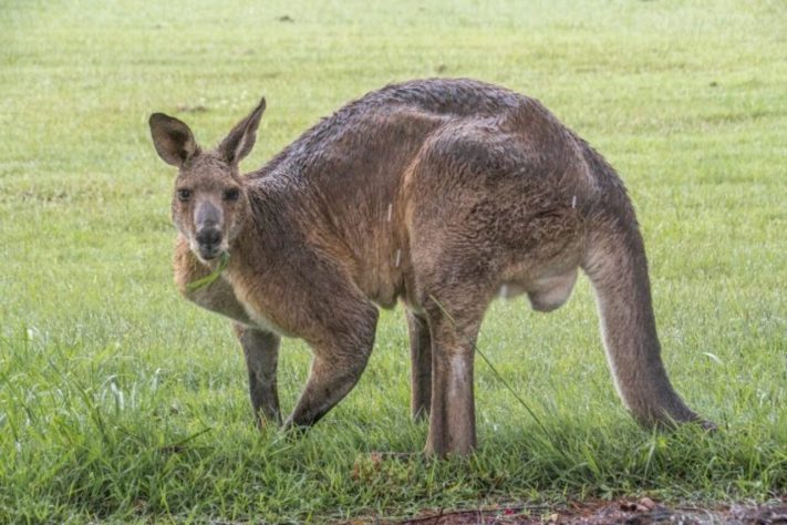 Canguru