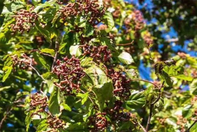 Uva-do-Japão avança no Brasil e demanda cuidados no cultivo