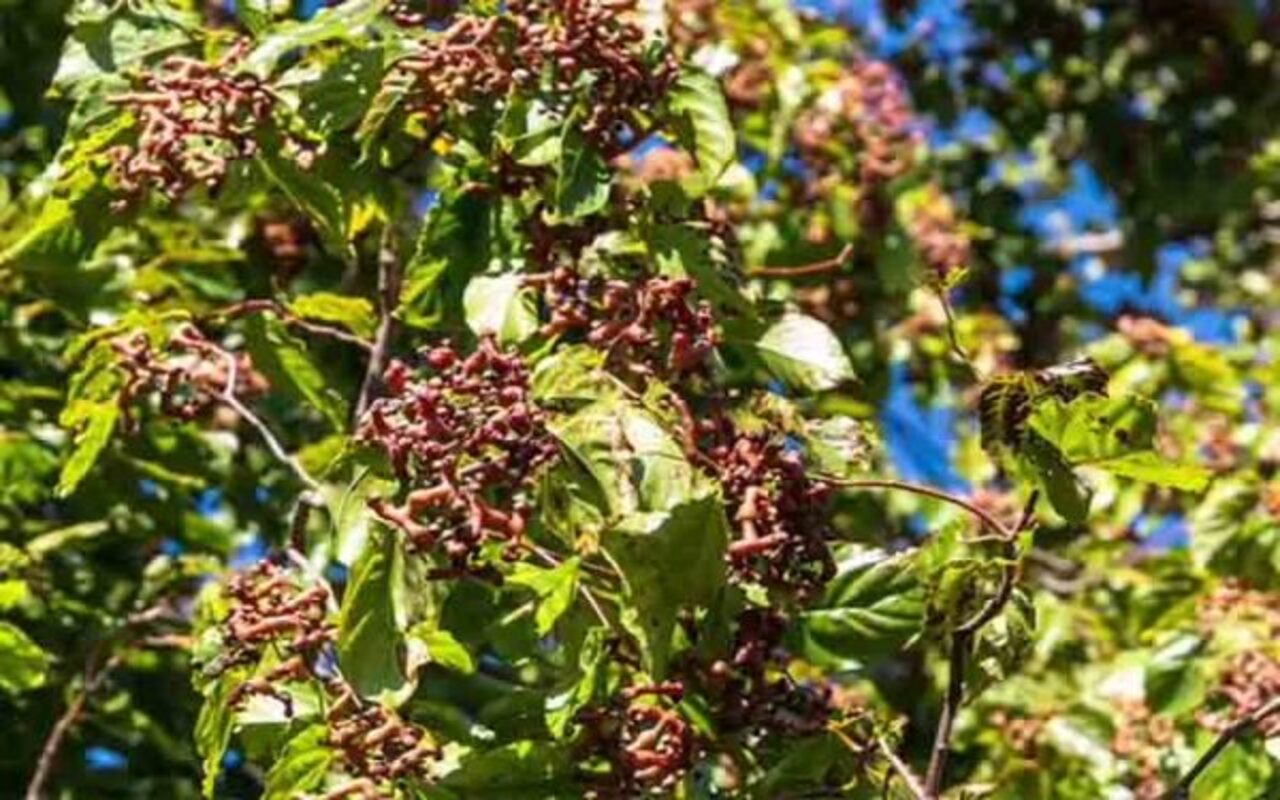 Uva-do-Japão (Hovenia dulcis) - Reprodução do Youtube Canal CR PLANTAS