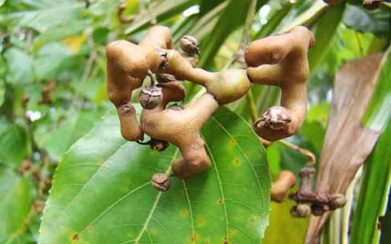A uva-do-JapÃ£o, nome popular da Ã¡rvore Hovenia dulcis, tem chamado cada vez mais a atenÃ§Ã£o de jardineiros e moradores que cultivam espÃ©cies frutÃ­feras em seus quintais no Brasil. Essa Ã¡rvore exÃ³tica integra a famÃ­lia Rhamnaceae e Ã© valorizada tanto pelo fruto diferenciado quanto pelo seu valor ornamental, sendo vista com mais frequÃªncia em Ã¡reas urbanas e rurais de clima subtropical.
 -  (crédito: ReproduÃ§Ã£o do Flickr mauro halpern)