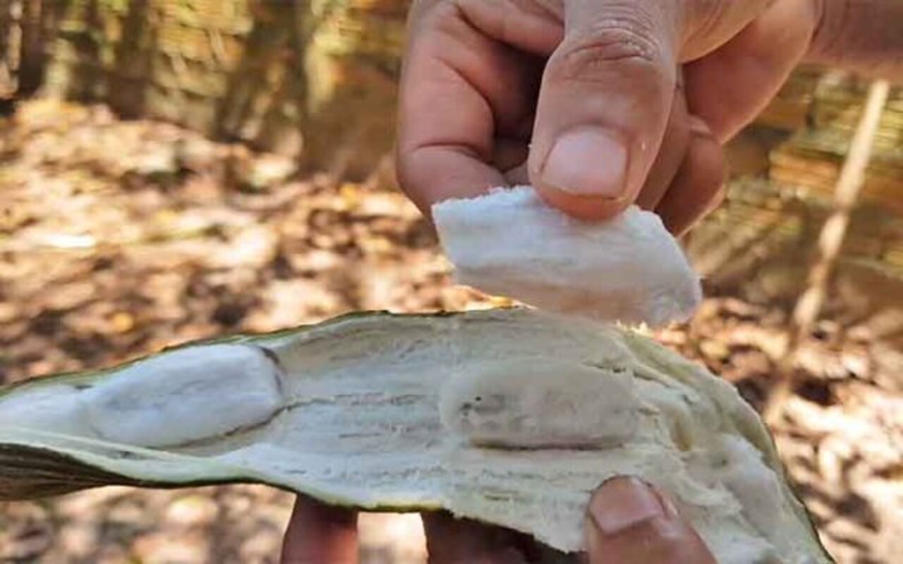 A fruta recebe o apelido de “feijão-doce” porque cresce em longas vagens verdes semelhantes às do feijão, mas seu interior abriga uma polpa branca macia e adocicada que envolve as sementes. Nativa da América do Sul tropical, a planta tem forte presença nas regiões amazônicas, embora também ocorra naturalmente em outras áreas de floresta úmida do continente, como a Mata Atlântica.
