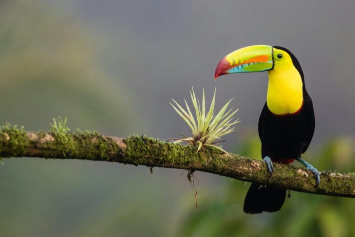 Tucano, Costa Rica – Zdeněk Macháček/Unsplash