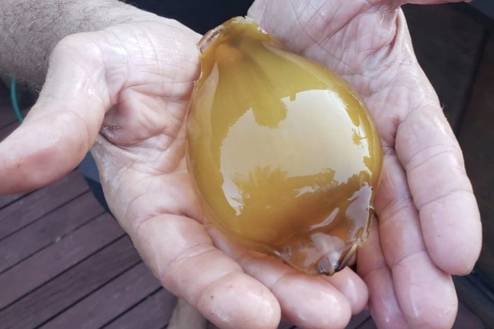 Bolsas de sereia são como são chamados os ovos de arraias e tubarões – Divulgação/Bolsas de sereia são como são chamados os ovos de arraias e tubarões – Divulgação/Renato Magalhães/Ciliares