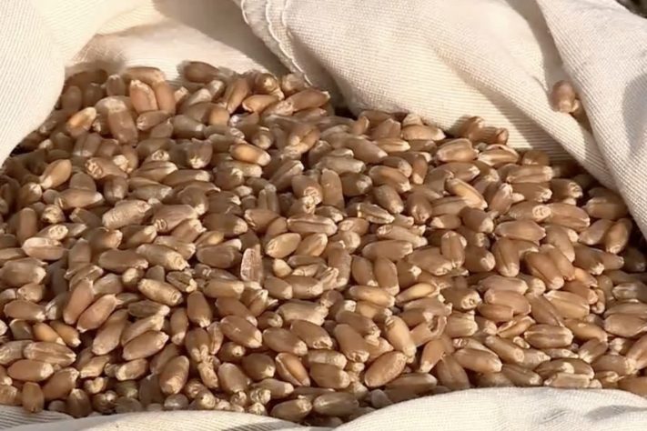 'BRS Cracker': Brasil apresenta tipo de trigo inédito que une alta produtividade e resistência a doenças – Reprodução/TV Integração