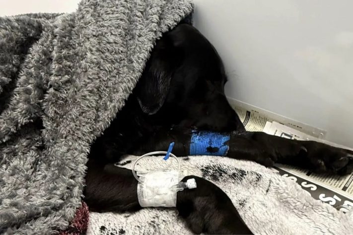 Cachorro é regatado em trilha de montanha mais alta do Reino Unido após comer maconha – Divulgação/Lochaber Mountain Rescue Team 