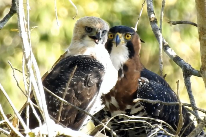 Gavião-de-penacho (Spizaetus ornatus) – Reprodução/YouTube