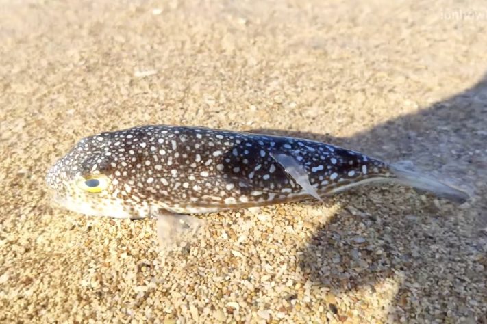 Peixe-baião, baiacu (Lagocephalus sceleratus) – Reprodução