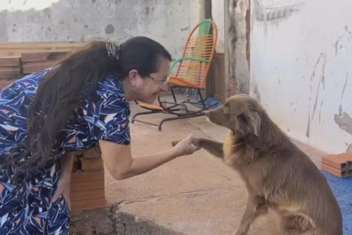Caminhoneiro constrói casinhas para pets abandonados em Rio Preto (SP) — Reprodução/TV TEM