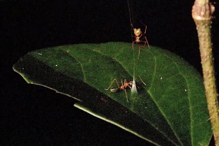 Nova espécie de aranha surpreende cientistas com estratégia de 'catapulta mortal' para capturar formigas – Divulgação/Ajay Narendra