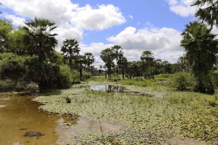 Nova espécie de peixe-das-nuvens é descoberta no Pantanal — Divulgação