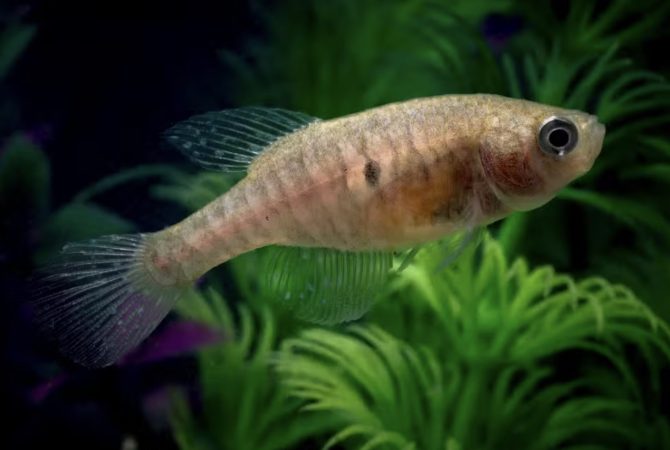 Descoberta de nova espécie de peixe em poça temporária do Pantanal surpreende cientistas