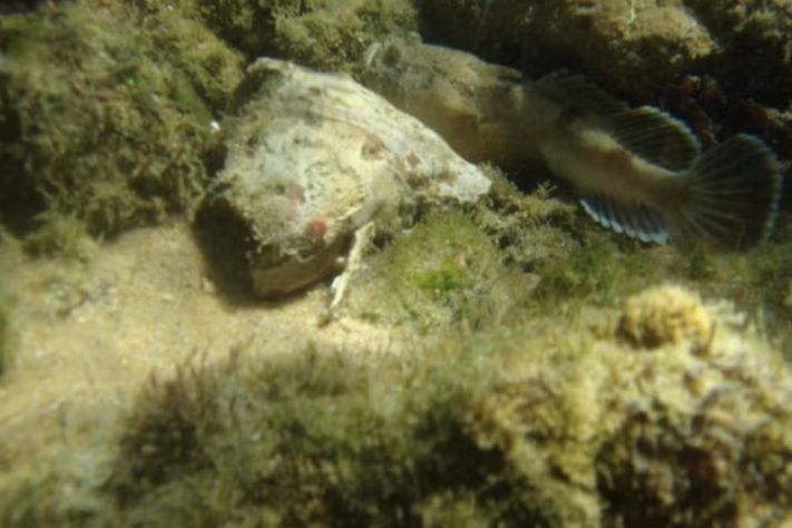 Peixe peçonhento do Brasil ajuda cientistas a entender a inflamação — sascha_burgos/iNaturalist