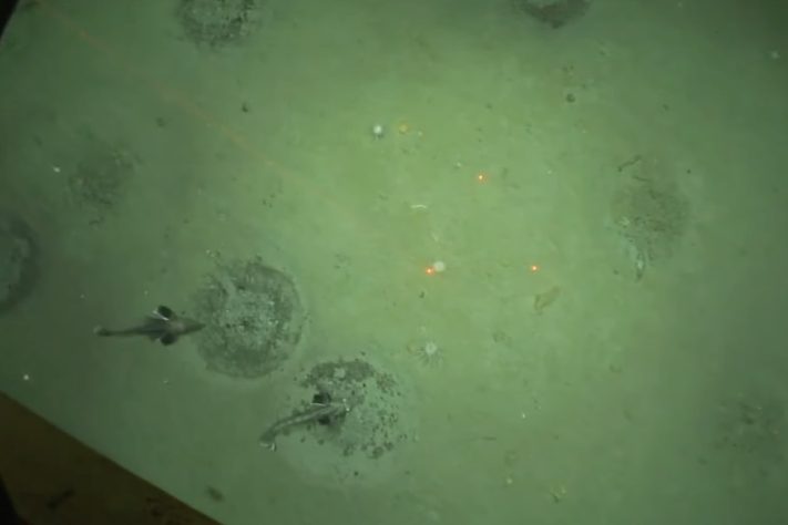 Robô submarino enviado para explorar o mar da Antártida encontra colônia com 60 milhões de ninhos de peixe – Reprodução/YouTube