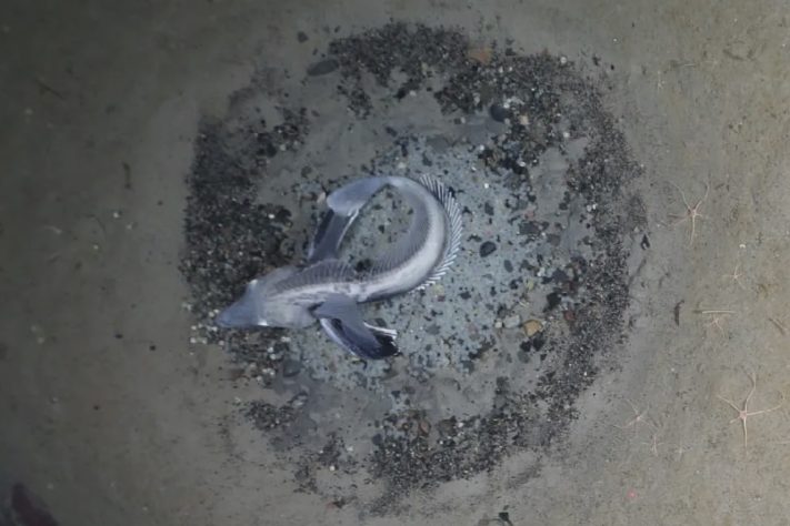 Robô submarino enviado para explorar o mar da Antártida encontra colônia com 60 milhões de ninhos de peixe – Alfred-Wegener-Institut/PS124, equipe AWI OFOBS