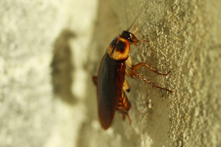 Barata, inseto – Reprodução/Pixabay
