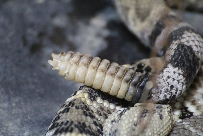 Guizo da cascavel: como esse chocalho natural protege uma das serpentes mais conhecidas do mundo