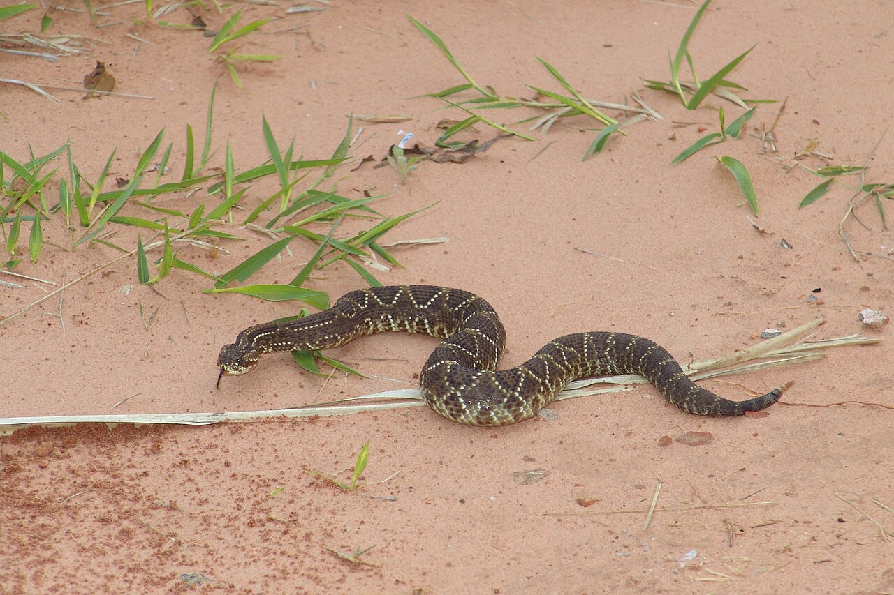 Ao anunciar sua presença, a cascavel reduz as chances de ser pisada ou atacada por animais e pessoas. Assim, muitas situações perigosas podem ser evitadas sem que ela precise usar o veneno.