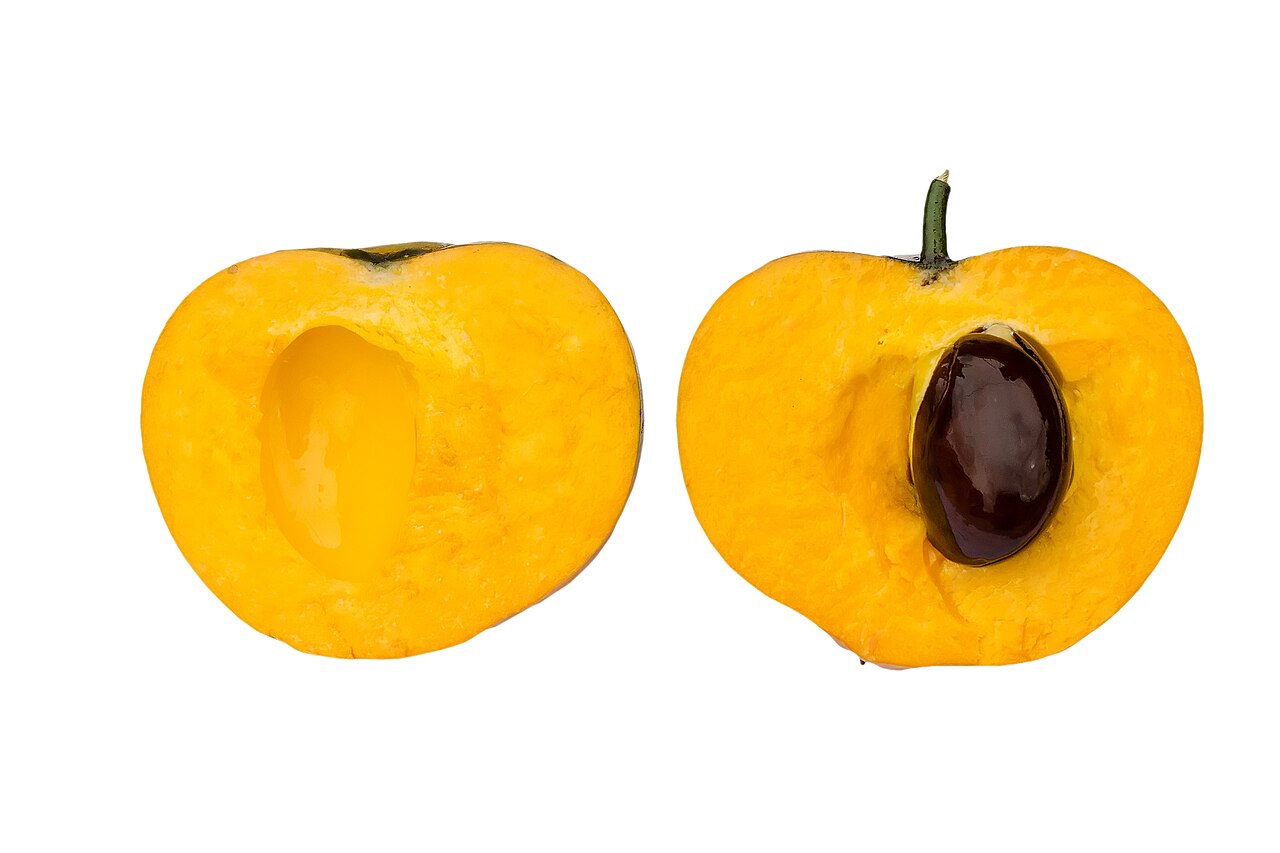 Quando amadurece, o canistel apresenta uma polpa de cor amarelo-vivo ou alaranjada, muito semelhante à gema de ovo cozida. Essa característica visual inspirou um de seus nomes mais conhecidos: fruta-ovo
