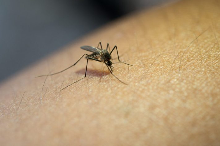 Mosquito da dengue, Aedes aegypti – Magnific/jcomp