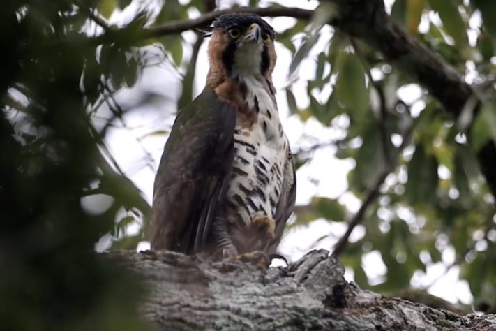 Gavião-de-penacho (Spizaetus ornatus) – Reprodução/YouTube