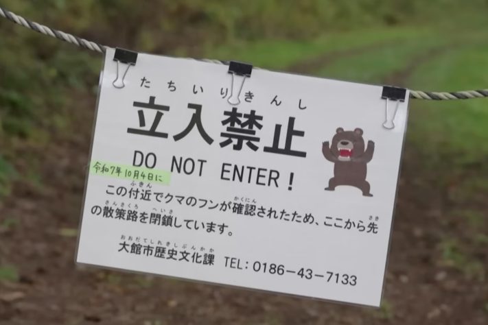 Japão instala 800 câmeras nas montanhas devido ao aumento dos ataques de ursos – Reprodução/YouTube AFP Português