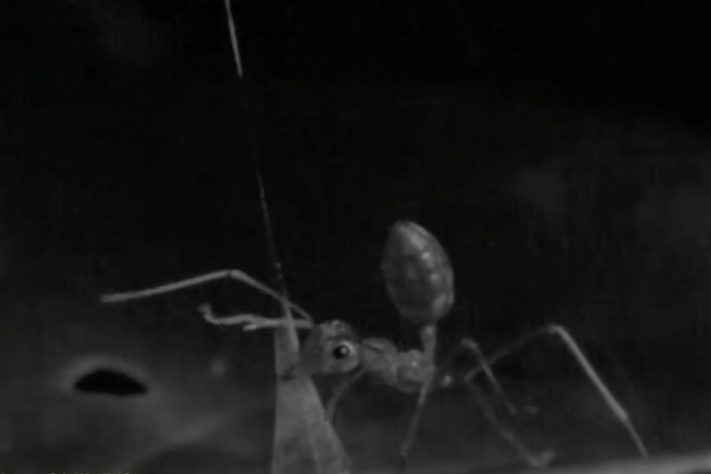 Nova espécie de aranha surpreende cientistas com estratégia de 'catapulta mortal' para capturar formigas – Reprodução/YouTube The Conversation