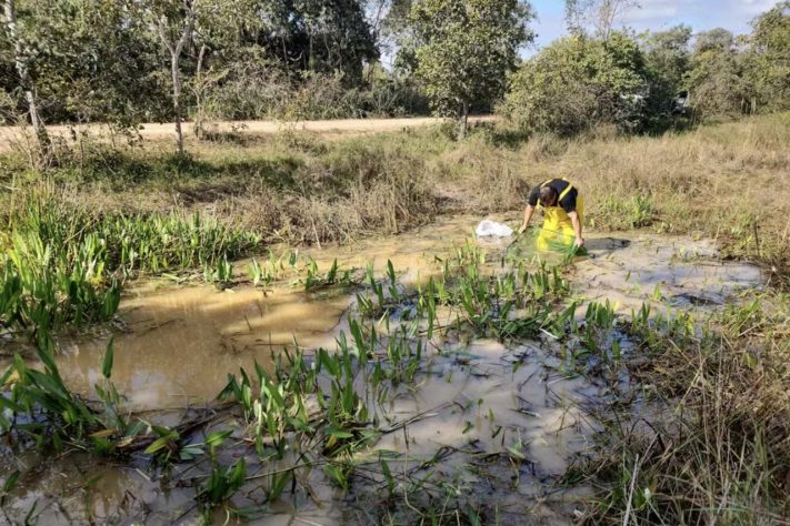 Nova espécie de peixe-das-nuvens é descoberta no Pantanal — Divulgação/Alexandre Cunha Ribeiro