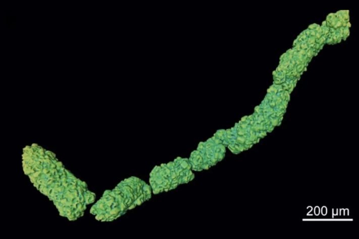 Pesquisa revela que fósseis de 544 milhões de anos não pertenciam aos primeiros animais da Terra – Reprodução/Bruno Becker-Kerber/Harvard University via Jornal da Unesp