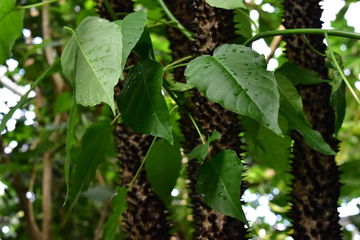 Assacu (Hura crepitans) – Floresta Amazônica tem árvore com fruto que 'explode' | Wikimedia Commons/Bärbel Miemietz