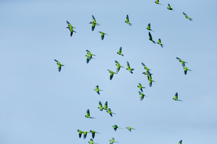 Aves voando – Magnific/wirestock