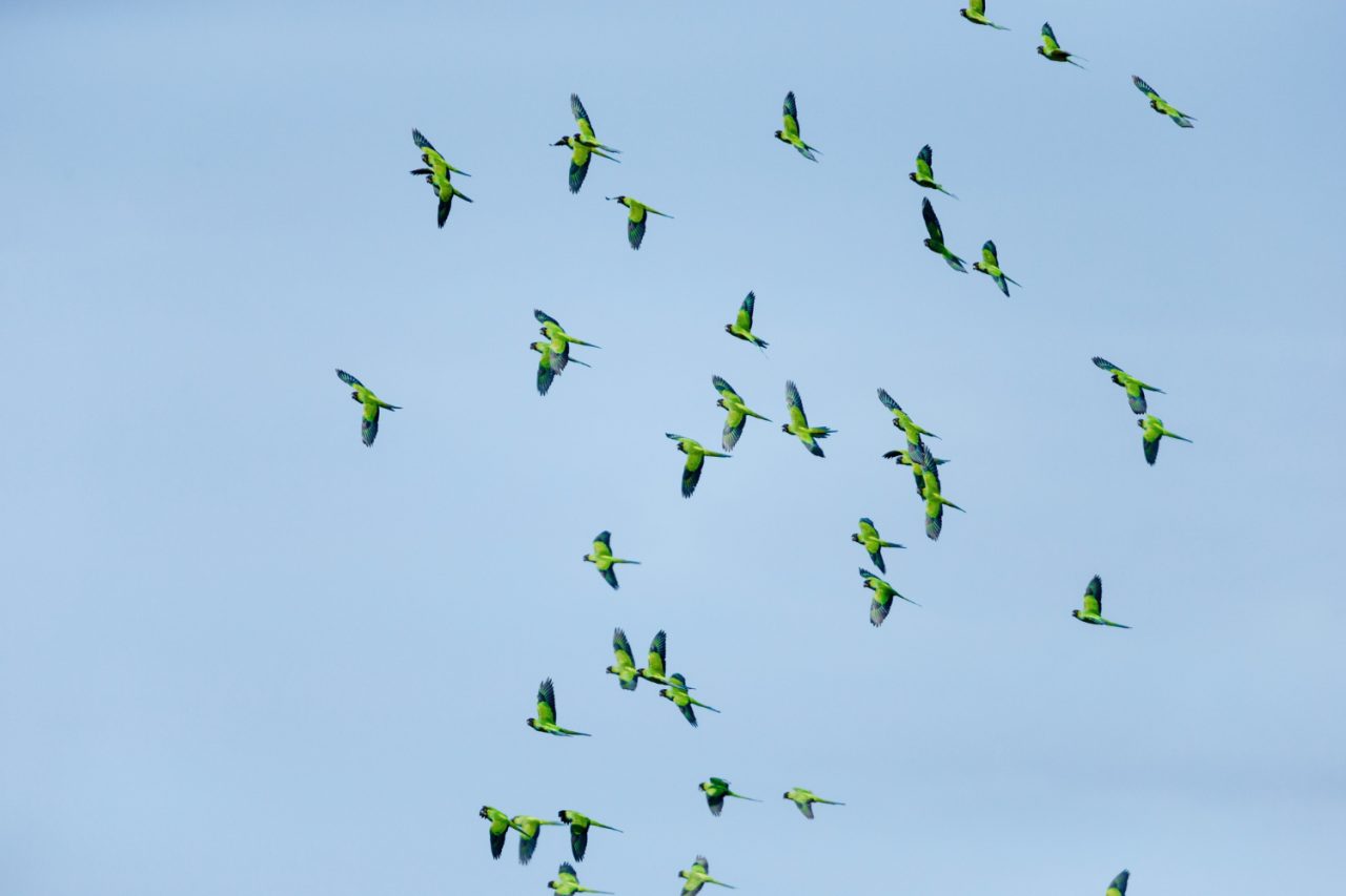 Outro diferencial da observação de aves está na contribuição para a ciência cidadã, pois plataformas digitais como o 