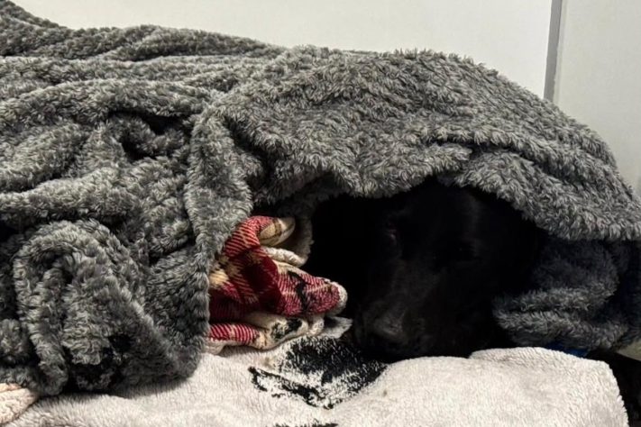 Cachorro é regatado em trilha de montanha mais alta do Reino Unido após comer maconha – Divulgação/Lochaber Mountain Rescue Team