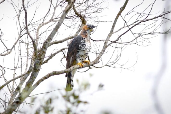 Gavião-de-penacho (Spizaetus ornatus) – Reprodução/YouTube