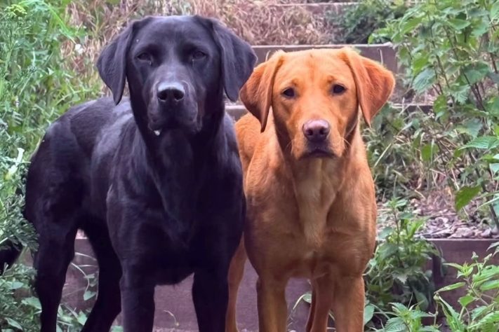 Cachorro é regatado em trilha de montanha mais alta do Reino Unido após comer maconha – Divulgação/Lochaber Mountain Rescue Team