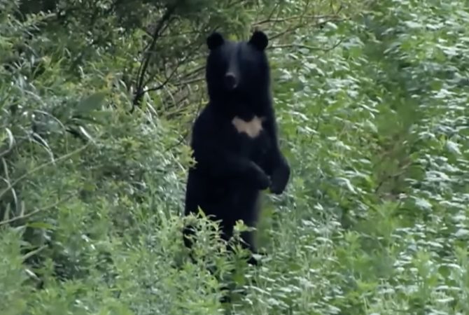 Aumento de ataques de ursos leva Japão a instalar mais de 800 câmeras em áreas montanhosas