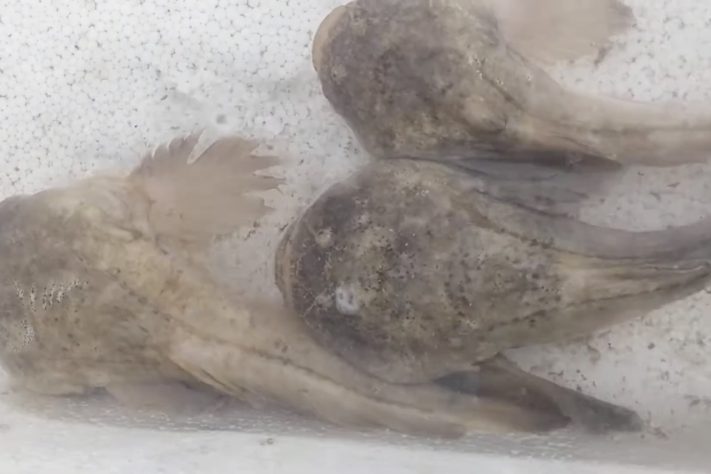 Peixe peçonhento do Brasil ajuda cientistas a entender a inflamação — Reprodução/YouTube