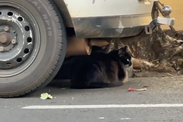 Caminhoneiro constrói casinhas para pets abandonados em Rio Preto (SP) — Reprodução/TV TEM