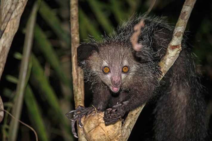 Ai Ai (Daubentonia madagascariensis) – Animais mais feios do mundo | Flickr - nomis-simon