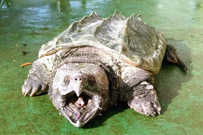 Tartaruga-aligátor (Macrochelys temminckii) – Wikimedia Commons/Shoushan Zoo