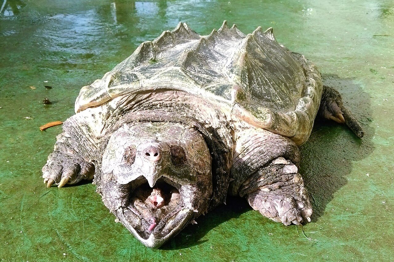 Tartaruga-aligátor (Macrochelys temminckii): Essa é a maior tartaruga de água doce natural da América do Norte. A espécie pode ultrapassar 100 quilos! Em vez de perseguir peixes, ela permanece imóvel e usa uma pequena estrutura na língua como isca para atrair as presas.